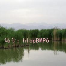 ļ