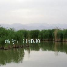 ָ