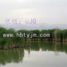 ָ